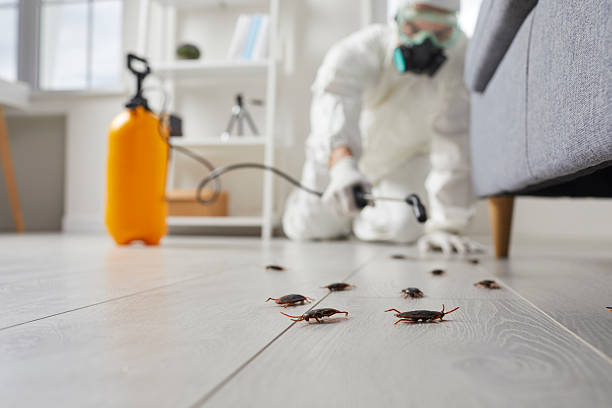 Commercial Rodent Management in Holly